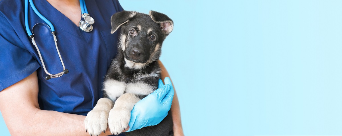 Če sumite, da je vaša žival bolna, morate obiskati veterinarja in jo pregledati. 